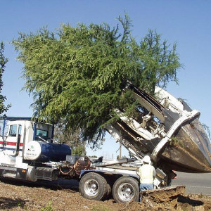 Big tree transplanting