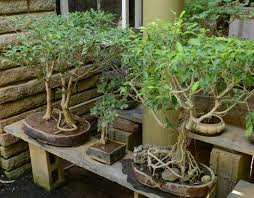 Bonsai plants