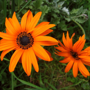 Flowering plants