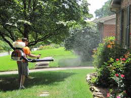 Mosquito control