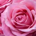 garden flower