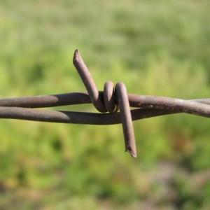 Barbed wire